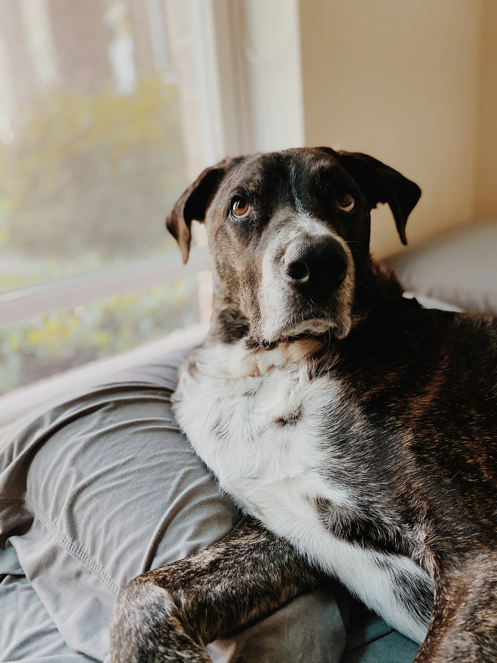 A small dog sitting on a couch at home