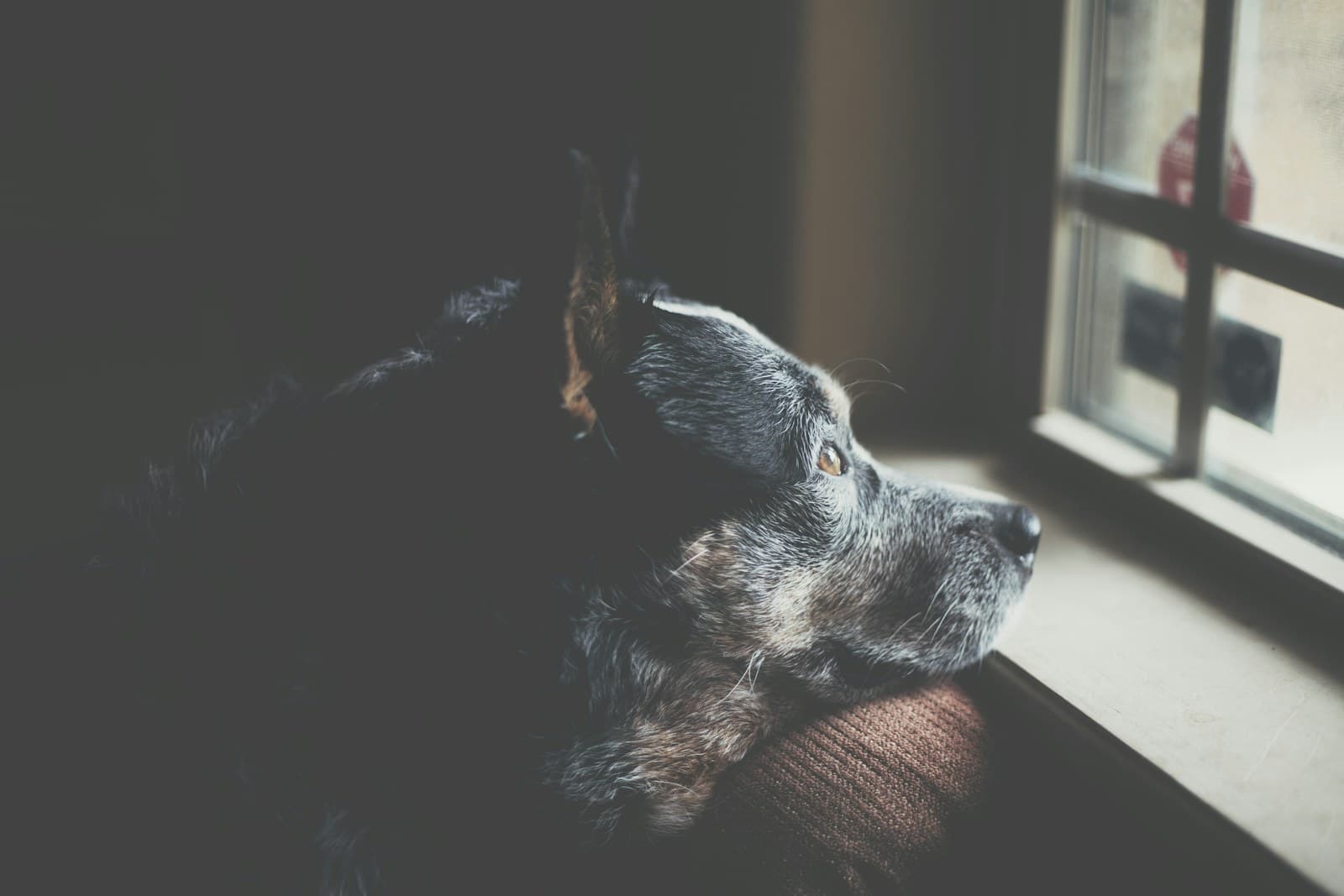 A blue heeler watching through a home window