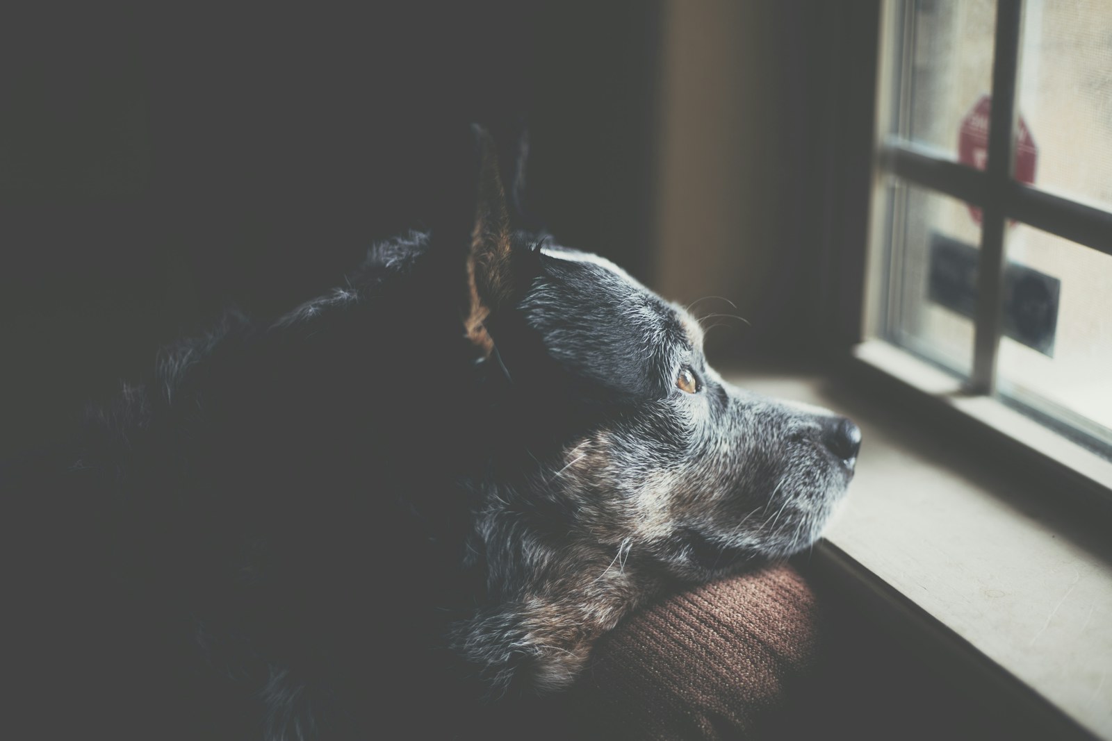 A blue heeler watching through a home window